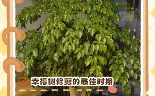 幸福树冬季怎么修剪？图解来了！