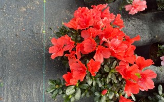 红色盆栽花有哪些常见品种？