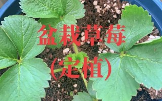 四季草莓苗怎么培育才高产？