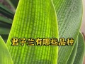 君子兰哪些品种算优质好品种？