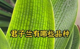 君子兰哪些品种算优质好品种？