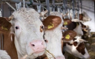 东北适合养什么品种的牛？