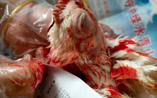 鸡有腹水怎么治疗方法