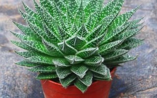 波露雪花芦荟养植方法