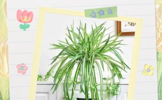 兰草品种多，栽培技术有何要点？