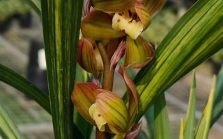 舟山最名贵的兰花品种是哪一种？