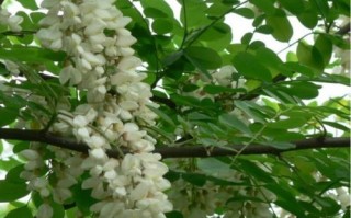 刺槐移植怎么种？养护要注意啥？