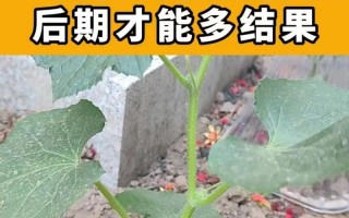 黄瓜栽培视频教程怎么学才高效？