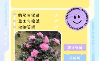 香妃茶花后怎么修剪？图解步骤有哪些？