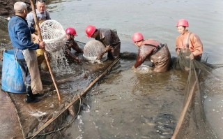 以色列水产养殖起源于何时何地？