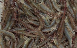 养殖清水虾能套养什么