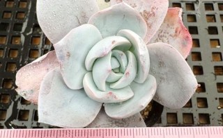 雪莲多肉授粉方法有哪些步骤？