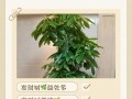 发财树怎么养才茂盛？保养有啥诀窍？