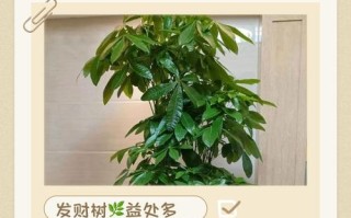 发财树怎么养才茂盛？保养有啥诀窍？