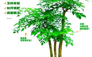 水培幸福树怎么养才能活得好？