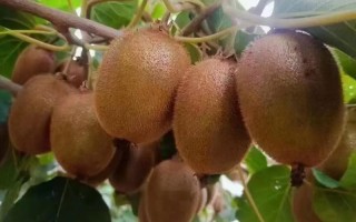 哪些猕猴桃品种最具市场前景？