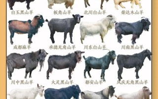 农村养羊选什么品种最合适？