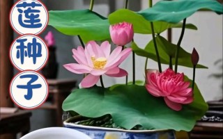 碗莲根水培怎么种？