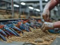 喂养龙虾用什么饲料