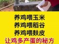 鸡喂什么饲料多下蛋