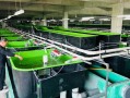 为什么工厂化养殖用海水