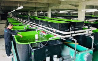 为什么工厂化养殖用海水