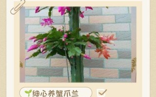 嫁接的蟹爪兰的养殖方法