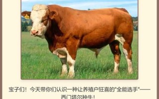 哪种牛最好养又省心？