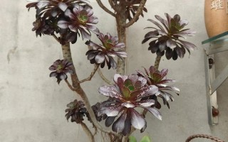 多肉法师有多少品种图