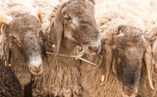 喀什山羊品种经济价值如何？