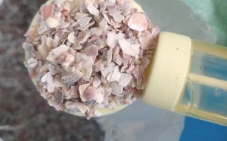 贝类吃什么饲料