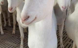 中国奶山羊哪个品种最好？