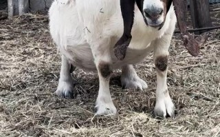 如何提高波尔山羊产羔数？