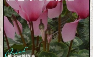 仙客来怎么养？图片方法详解