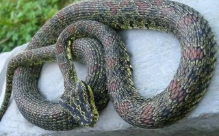 河南农村常见蛇类有哪些品种？