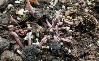 仙客来种子催芽视频怎么操作？