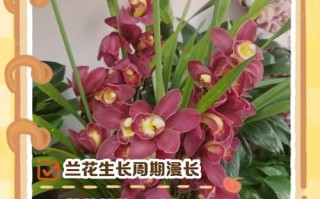 兰花分株何时最佳？繁殖方法有哪些要点？