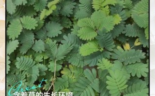 家庭养殖含羞草有哪些技巧？