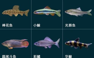 特种水产养殖适合养哪些淡水鱼品种？