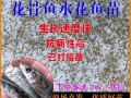 花骨鱼养殖喂什么饲料