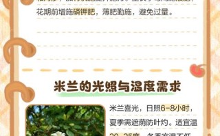 米兰花有哪些品种？怎么养才能开花多？