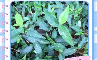 鸭土方治疗有啥妙招？