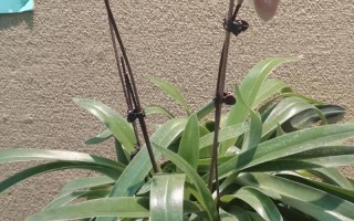 广州适合种哪些兰花品种？