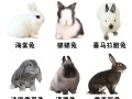 2025年养兔，哪个肉兔品种最赚钱？