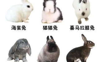 2025年养兔，哪个肉兔品种最赚钱？