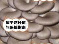 平菇菌种植方法和技术