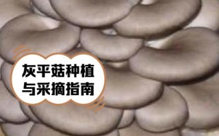 平菇菌种植方法和技术