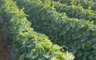 葡萄的栽培品种有哪些