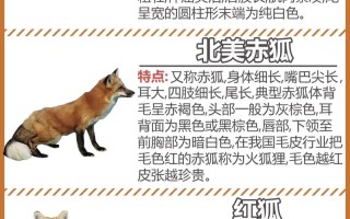 已知野生狐狸有多少品种