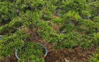 台湾罗汉松究竟有哪些品种？